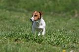 JACK RUSSEL 125